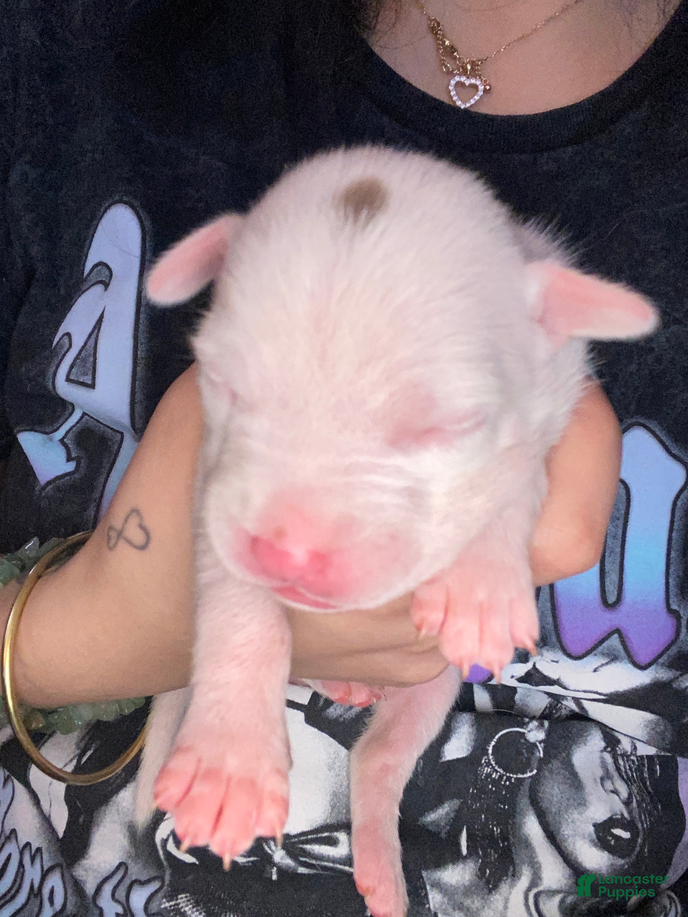 Mixed Breed dogs Mixed Breed Puppy 5 - Ad 2