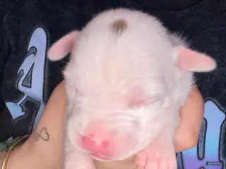 Mixed Breed dogs Mixed Breed Puppy 5 - Ad 2