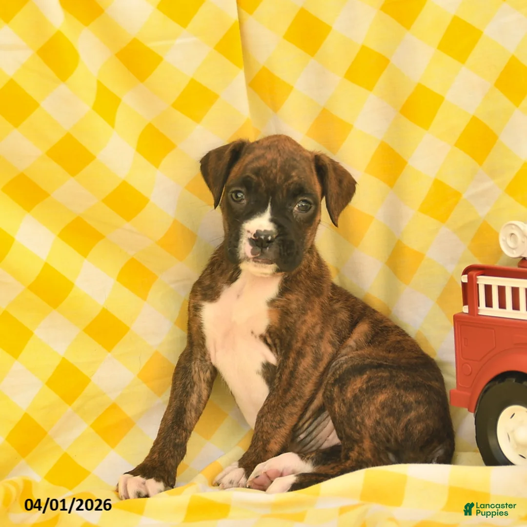 Boxer dogs for sale: Jolene  - Ad 2