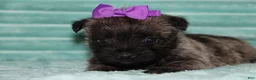 Cairn Terrier dogs for sale: Camila - Ad 1