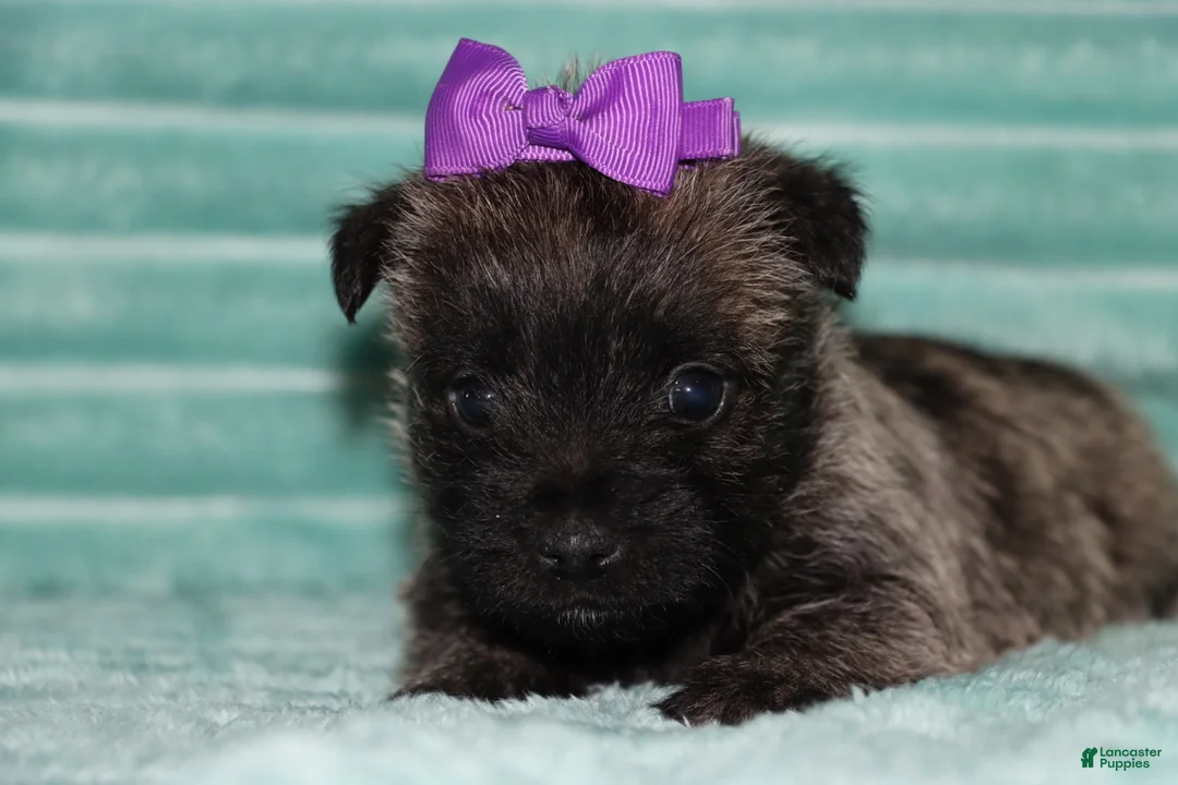 Cairn Terrier dogs for sale: Camila - Ad 1
