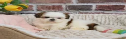 Shih Tzu dogs for sale: Freckles  - Ad 1