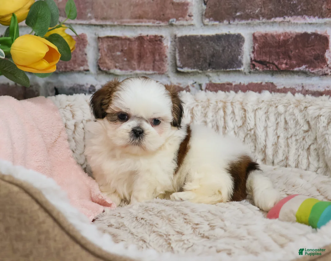 Shih Tzu dogs for sale: Freckles  - Ad 1