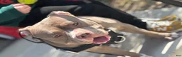 American Bully dogs for sale: American Bully 1 - Ad 15