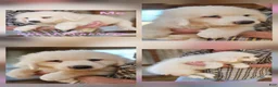 Great Pyrenees dogs for sale: Great Pyrenees Puppy 1 - Ad 17