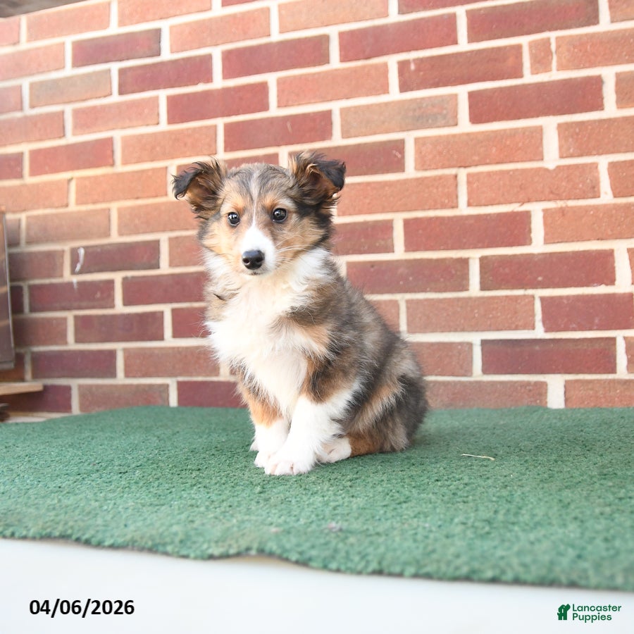 Shetland Sheepdog dogs Finn - Ad 1