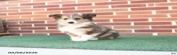 Shetland Sheepdog dogs for sale: Finn - Ad 1