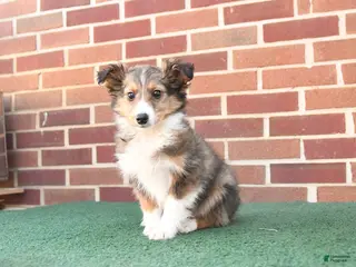 Shetland Sheepdog dogs for sale: Finn - Ad 2