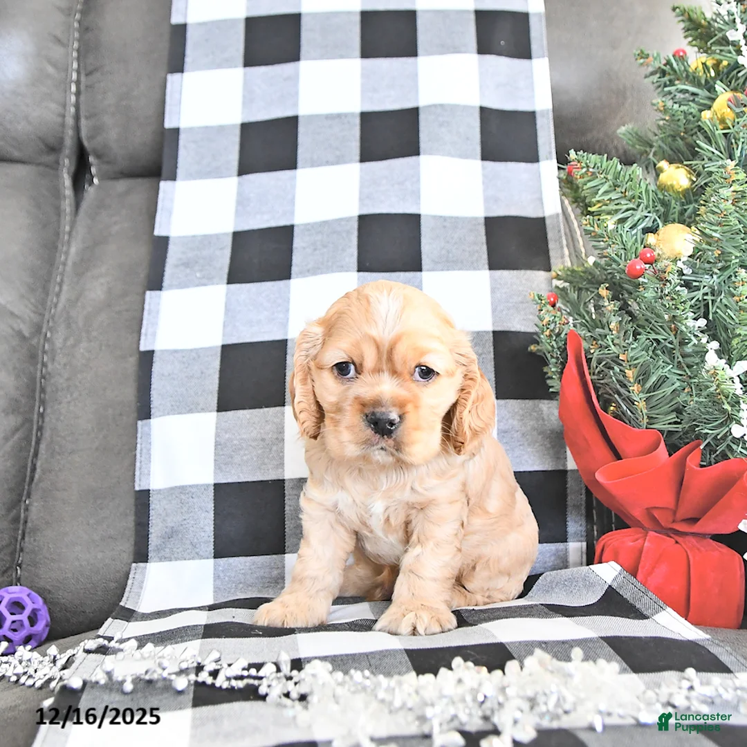 Cocker Spaniel dogs for sale: Sparkle - Ad 4