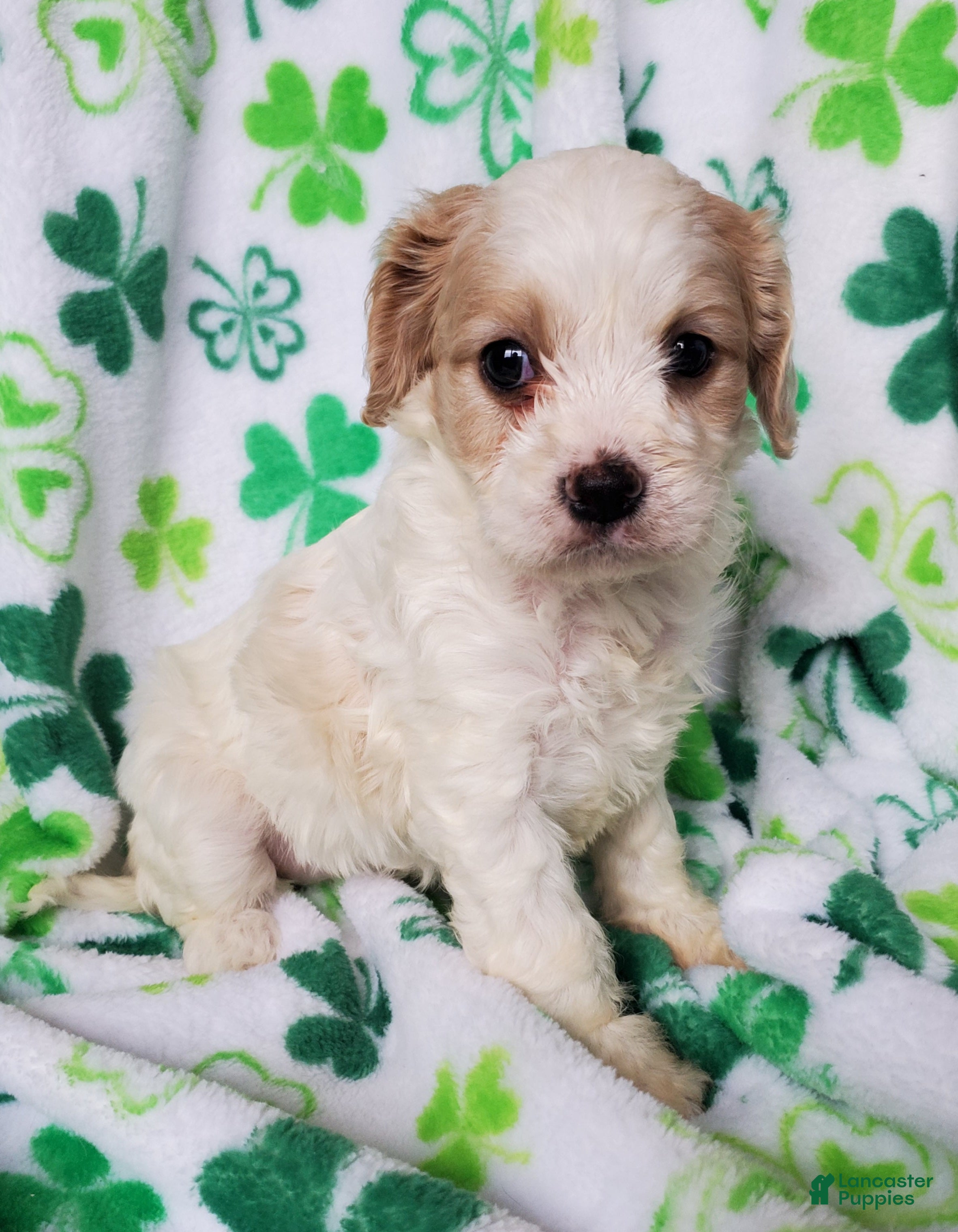 Cavapoo dogs Ava - Ad 1