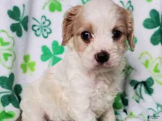 Cavapoo dogs for sale: Ava - Ad 1