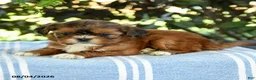 Shih Tzu dogs for sale: Gio - Ad 2