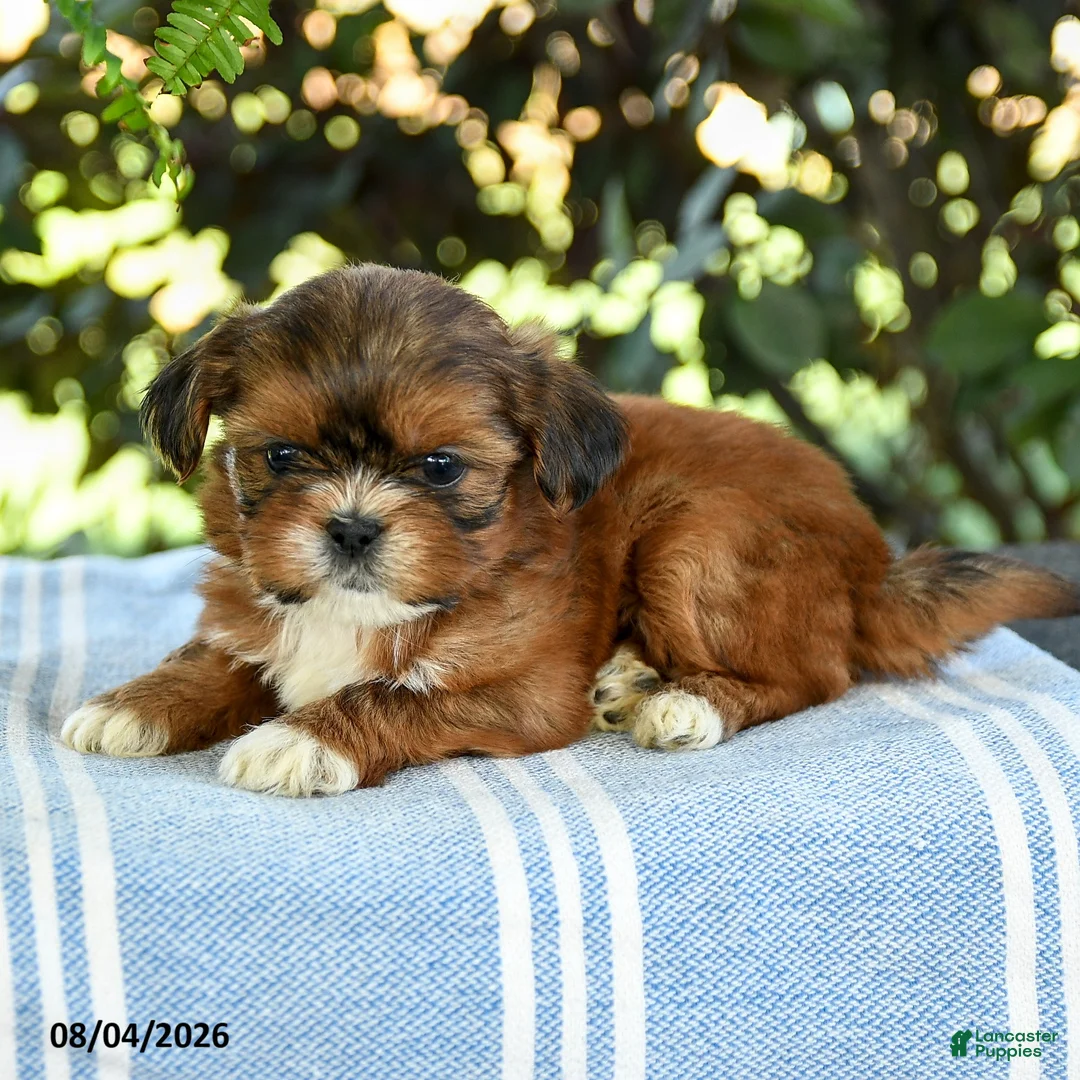 Shih Tzu dogs for sale: Gio - Ad 2