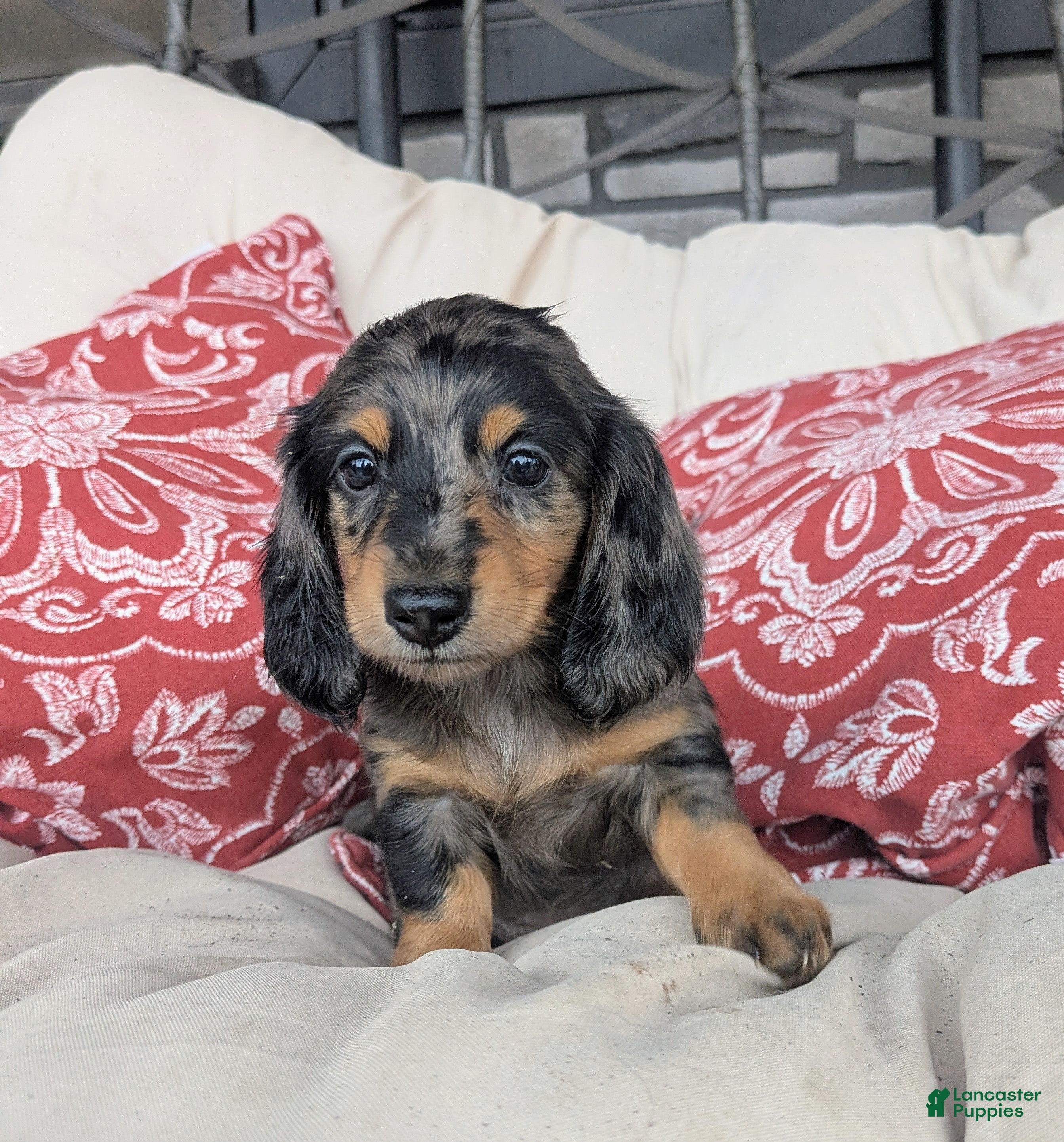Dachshund dogs Dachshund 4 - Ad 1