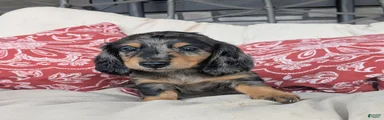 Dachshund 4