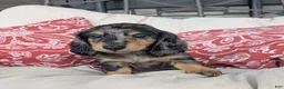 Dachshund dogs for sale: Dachshund 4 - Ad 1