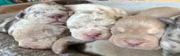 American Bully dogs for sale: Milly - Ad 17