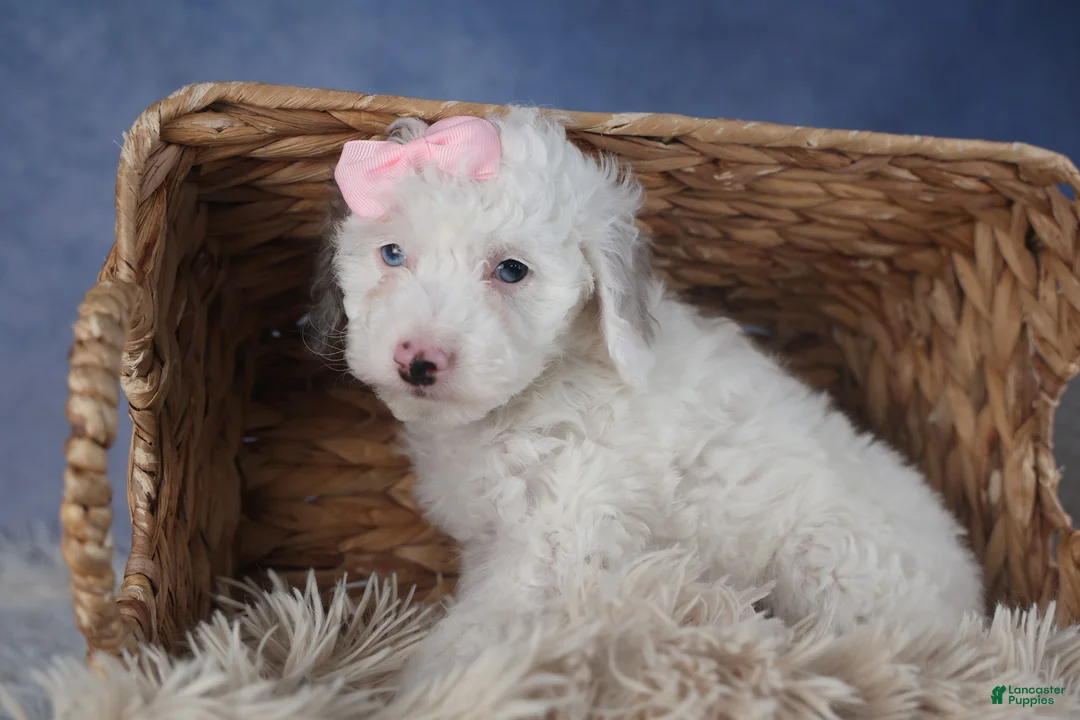 Miniature Poodle dogs for sale: Riley - Ad 17