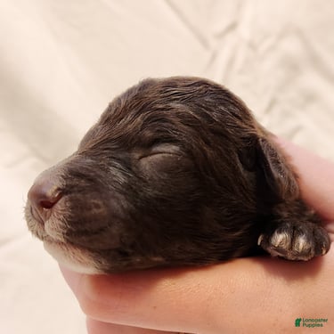 Mini Aussiedoodle dogs for sale: Pluto_Male Red Tuxedo - Ad 7