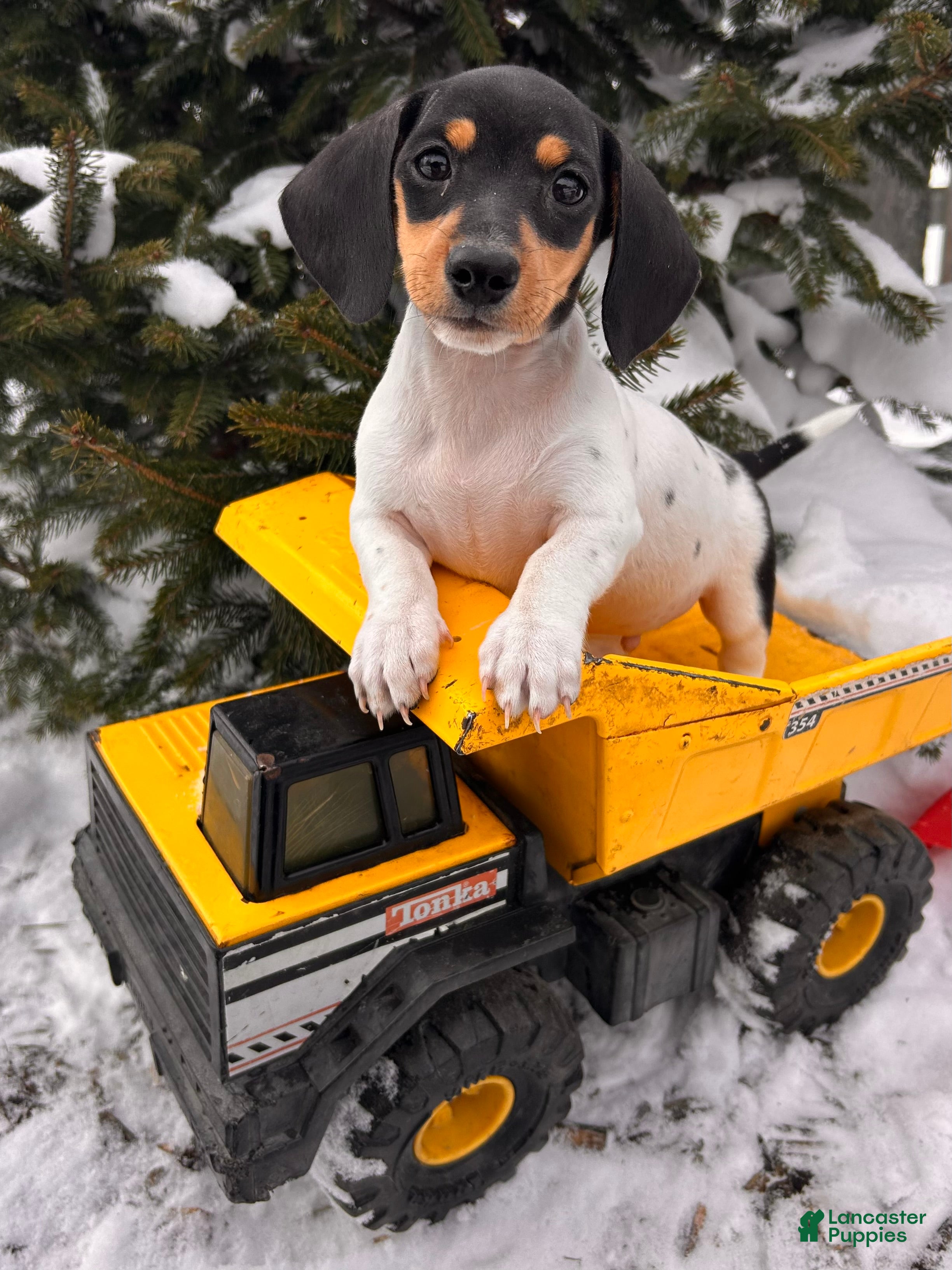 Miniature Dachshund dogs Ollie - Ad 18