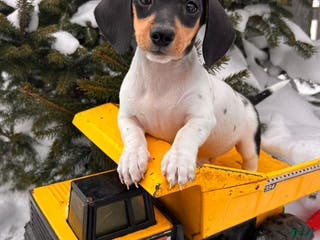 Miniature Dachshund dogs Ollie - Ad 18