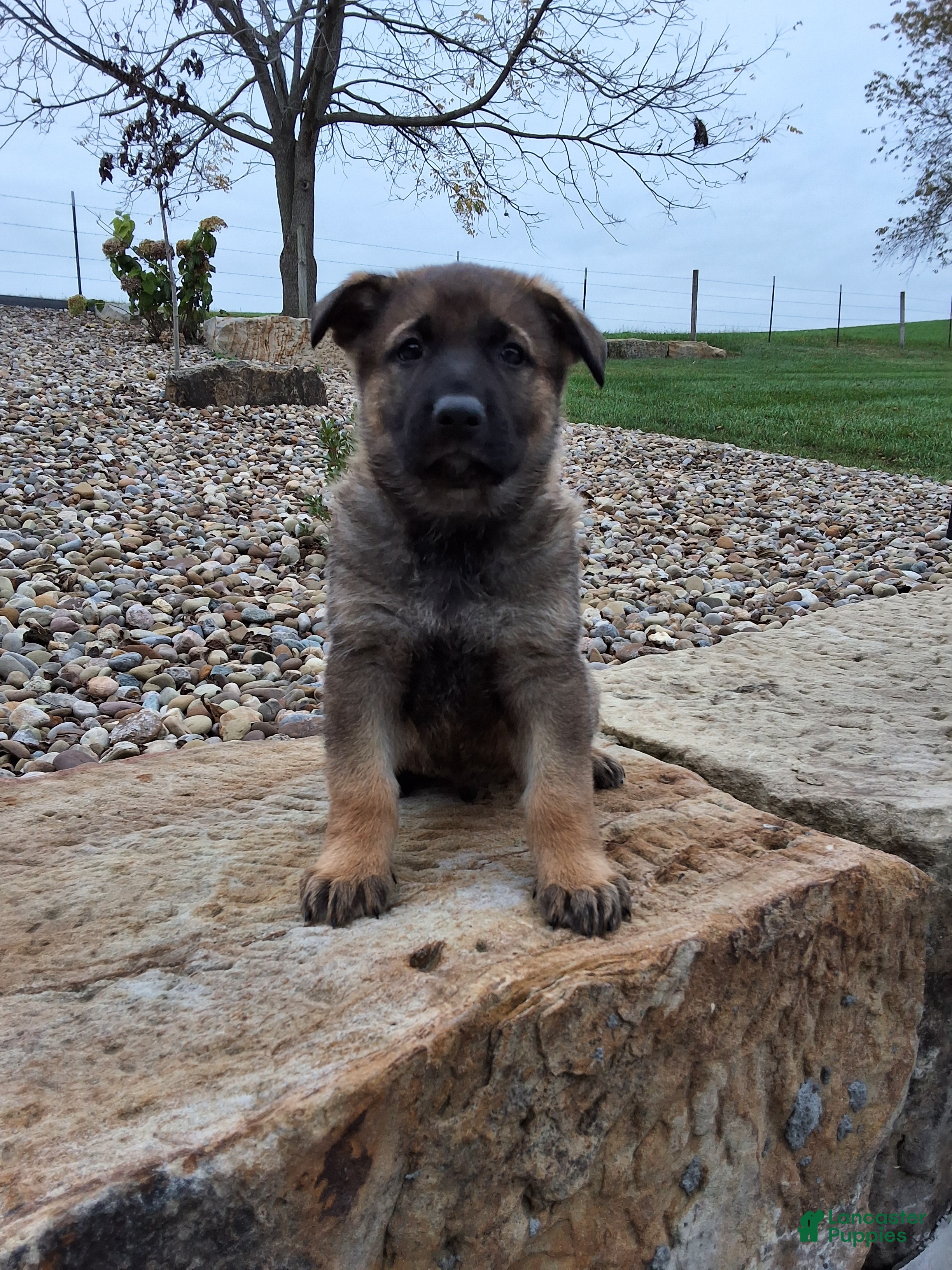 German Shepherd dogs Storm - Ad 1
