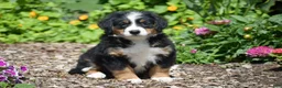 Bernese Mountain Dog dogs for sale: Brooklynn - Ad 5