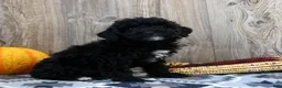 Miniature Poodle dogs for sale: Cassie - Ad 3