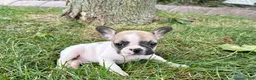 French Bulldog dogs for sale: Barry  - Ad 7