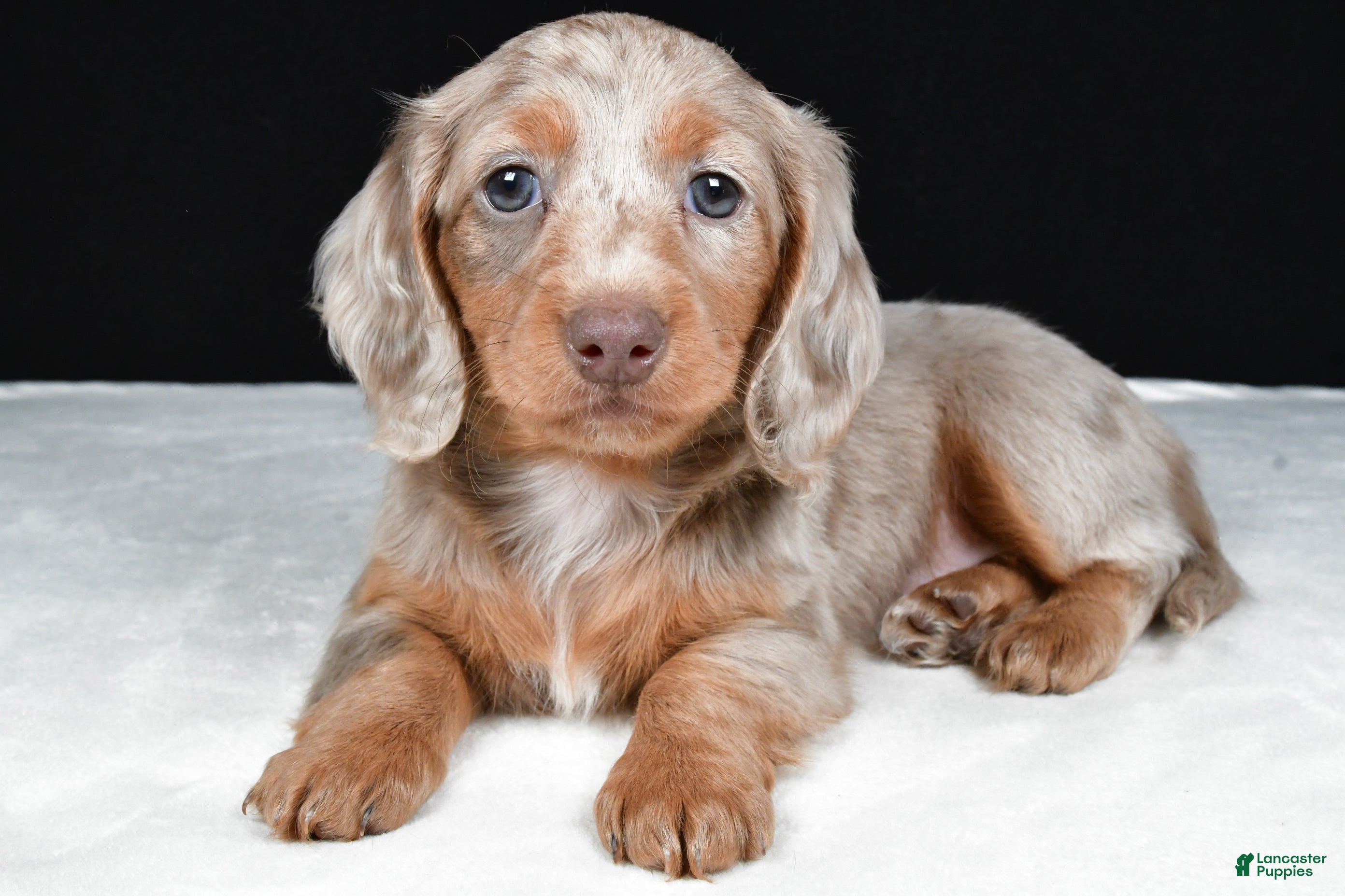 Miniature Dachshund dogs Bella - Ad 1