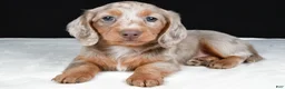 Miniature Dachshund dogs for sale: Bella - Ad 1
