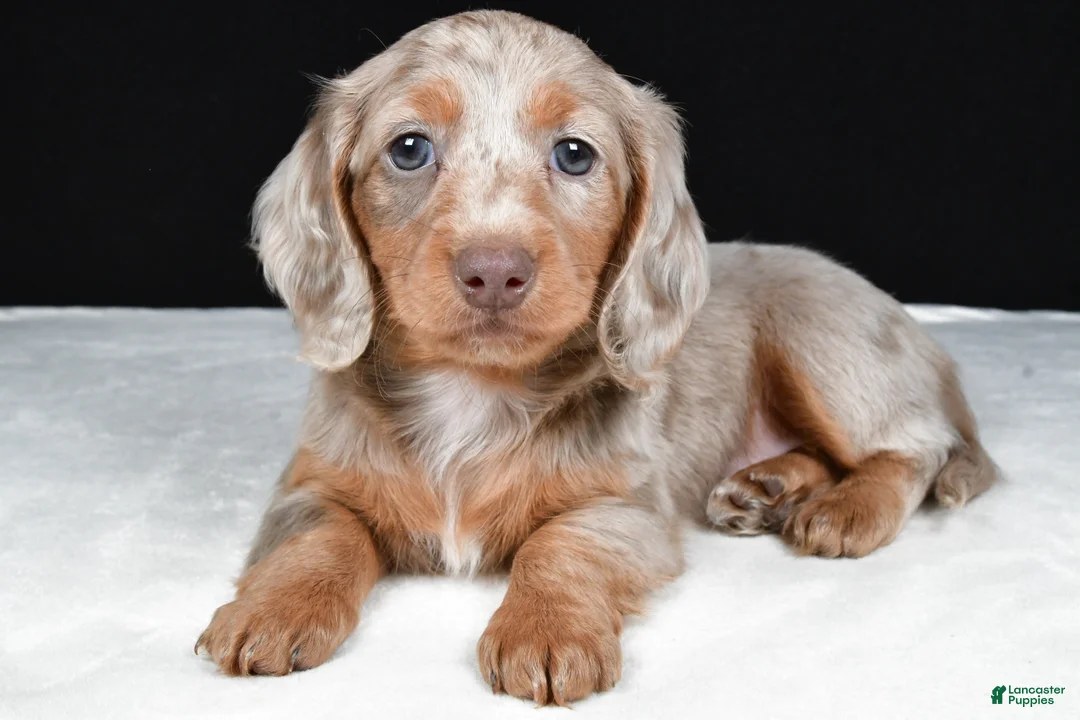 Miniature Dachshund dogs for sale: Bella - Ad 1