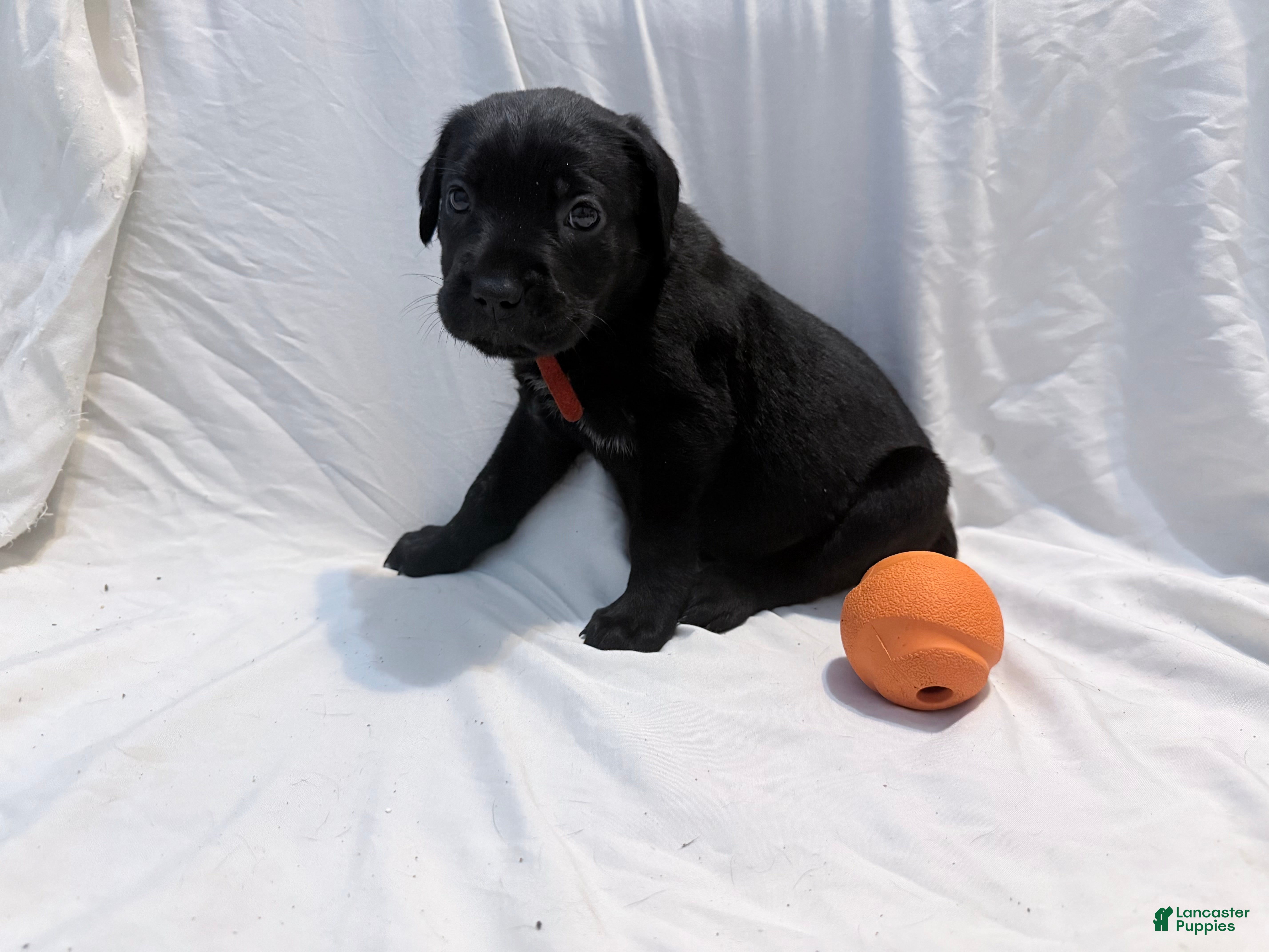 Cane Corso dogs Cain AKC red collar - Ad 19