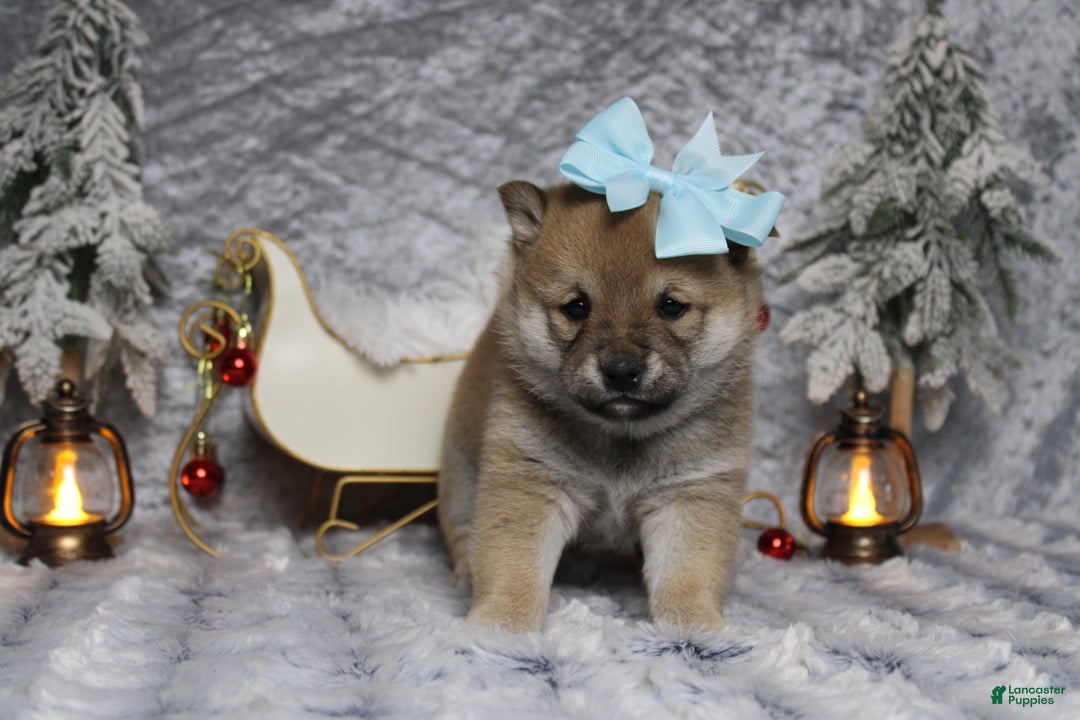 Shiba Inu dogs for sale: Coniac - Ad 8