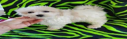 Maltipoo dogs for sale: Becca - Ad 1