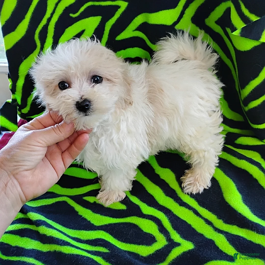 Maltipoo dogs for sale: Becca - Ad 1