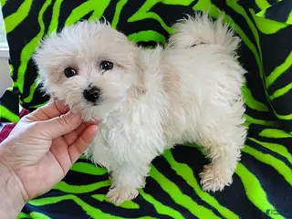 Maltipoo dogs Becca - Ad 29