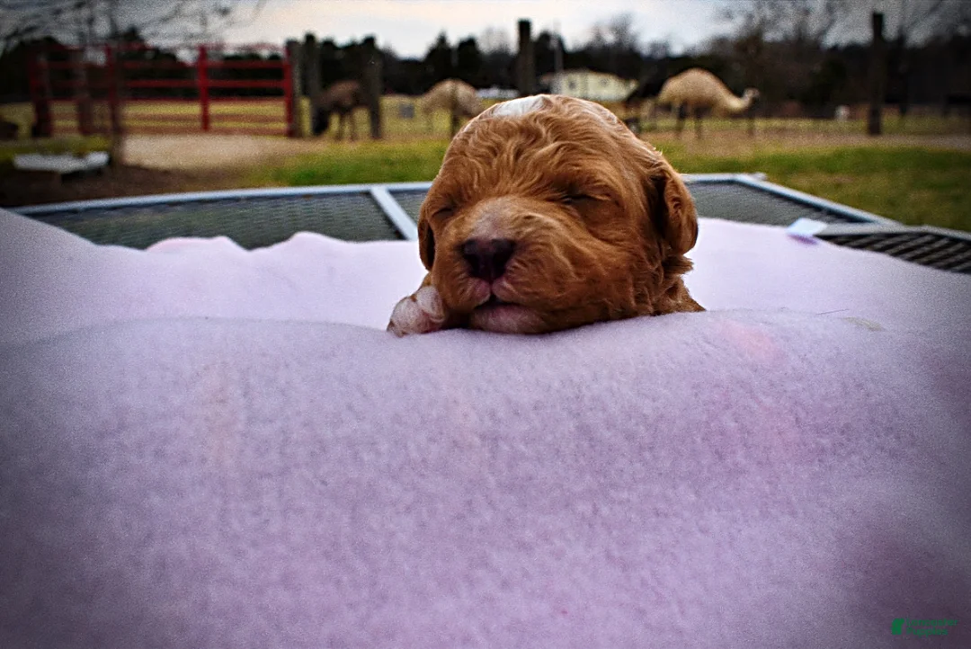 Havapoo dogs for sale: Muffin - Ad 1