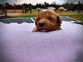 Havapoo dogs Muffin - Ad 22