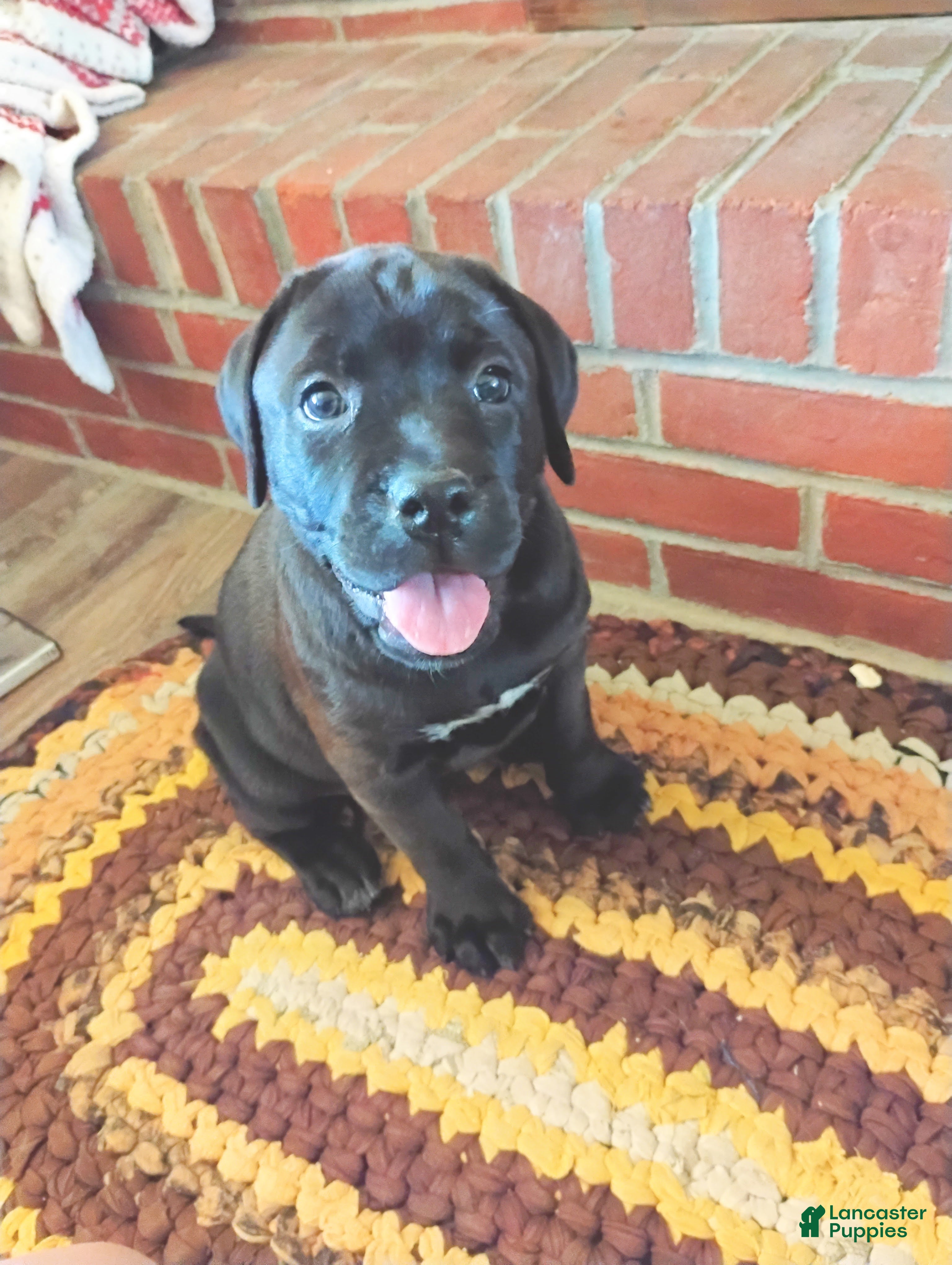 Mixed Breed dogs Anne - Ad 9