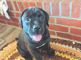 Mixed Breed dogs Anne - Ad 9