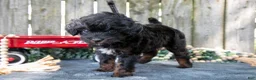 Mixed Breed dogs for sale: Midnight - Ad 3