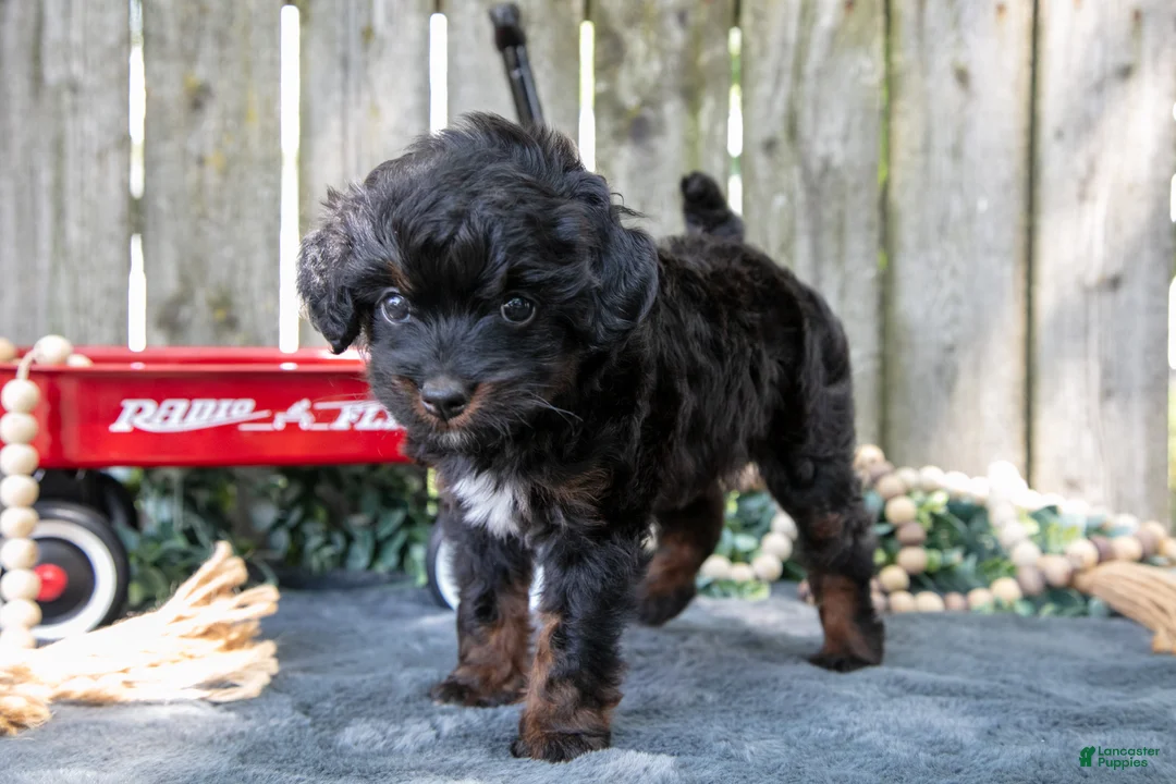 Mixed Breed dogs for sale: Midnight - Ad 3