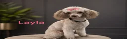 Toy Poodle dogs for sale: Toy Poodle Puppy 4 - Ad 3
