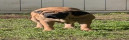 English Mastiff dogs for sale: English Mastiff Puppy 4 - Ad 9