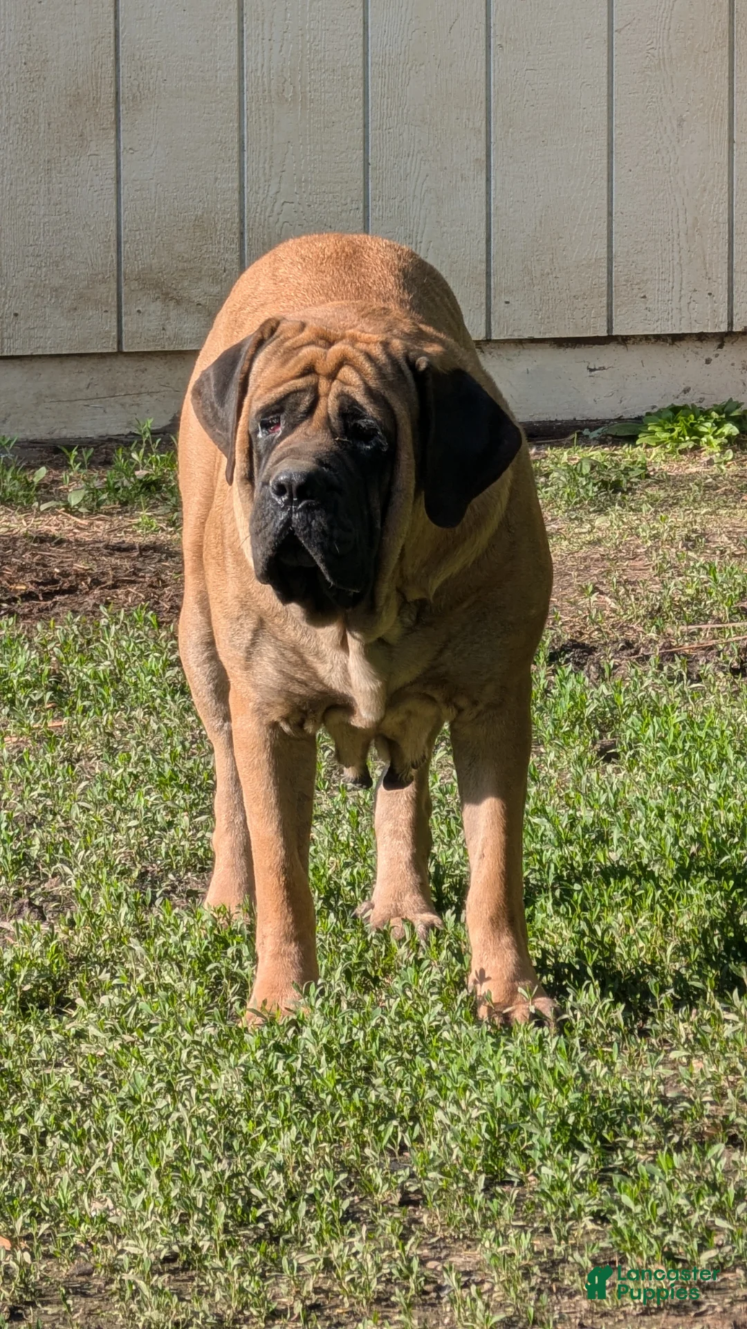 English Mastiff dogs for sale: English Mastiff Puppy 4 - Ad 9
