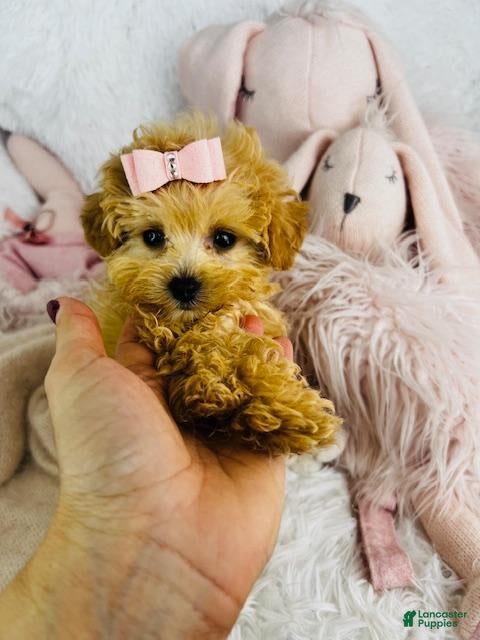 Miniature Poodle dogs Miniature Poodle 2 - Ad 23