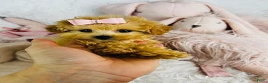 Miniature Poodle 2
