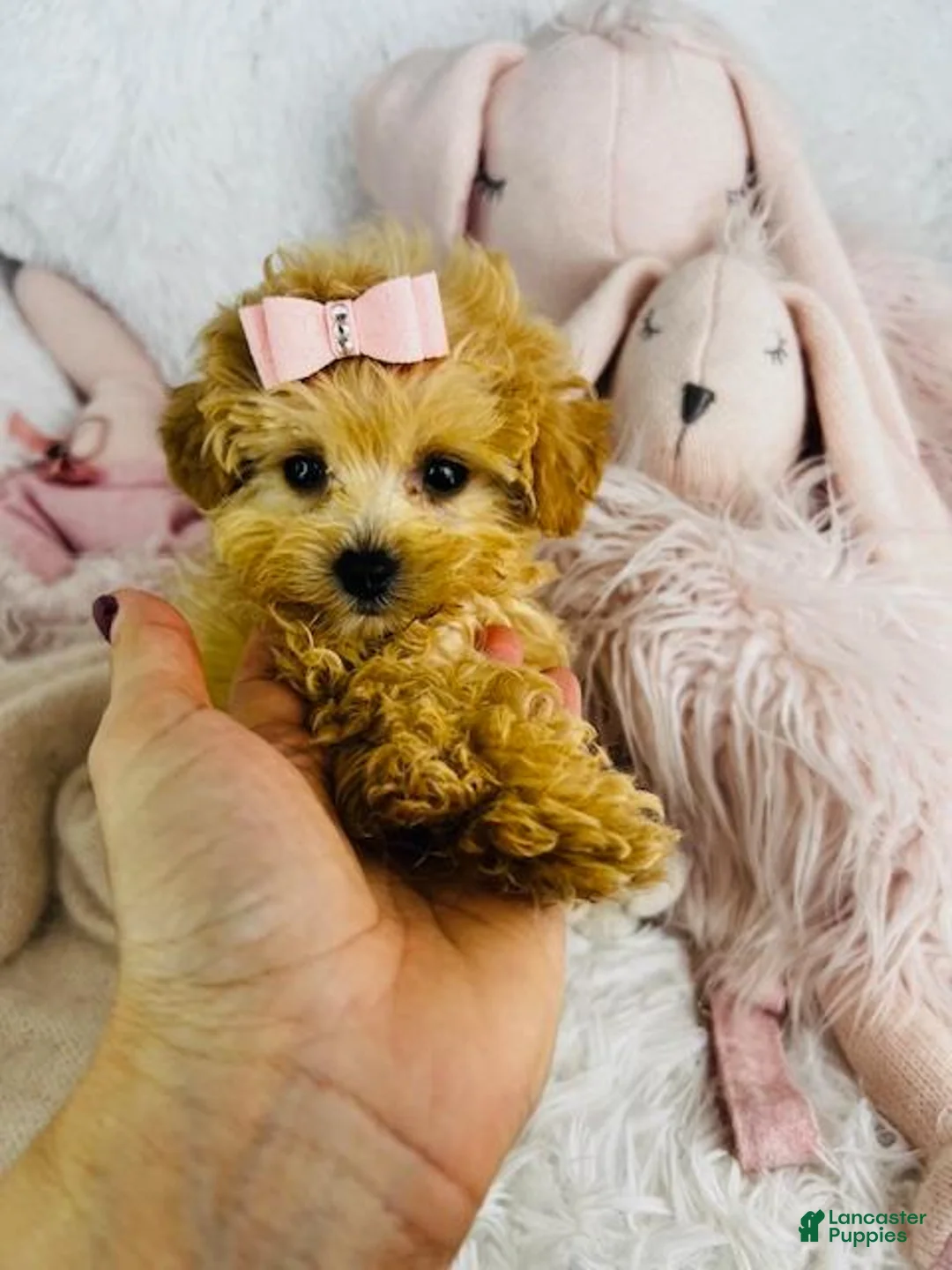 Miniature Poodle dogs for sale: Miniature Poodle 2 - Ad 1