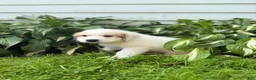 Great Pyrenees dogs for sale: Clark - Ad 12